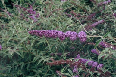 Buddleja davidii 'Nanho Blue' C3 30-40