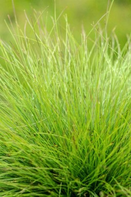 Blauw zwenkgras Festuca amethystina 5-10 pot P9 Festuca amethystina