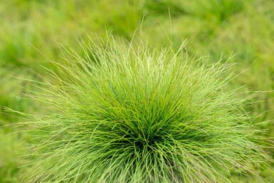 Blauw zwenkgras Festuca amethystina 5-10 pot P9 Festuca amethystina