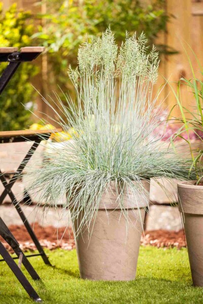 Festuca glauca 'Intense Blue'