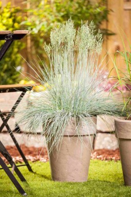 Blauw schapengras Festuca glauca 'Intense Blue' 5-10 pot P9 Festuca glauca 'Intense Blue'
