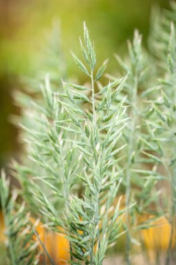 Blauw schapengras Festuca glauca 'Intense Blue' 5-10 pot P9 Festuca glauca 'Intense Blue'
