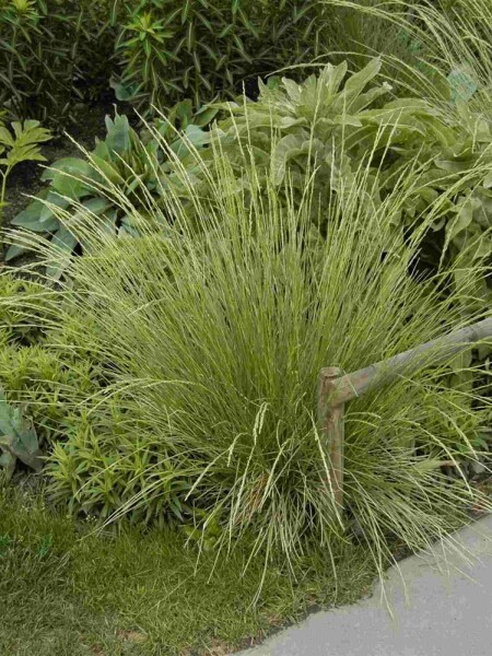 Festuca mairei