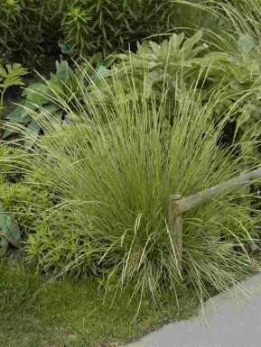 Zwenkgras Festuca mairei 5-10 pot P9 Festuca mairei