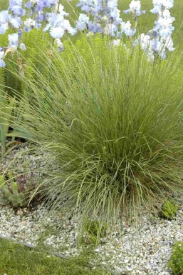 Zwenkgras Festuca mairei 5-10 pot P9 Festuca mairei