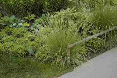 Festuca mairei