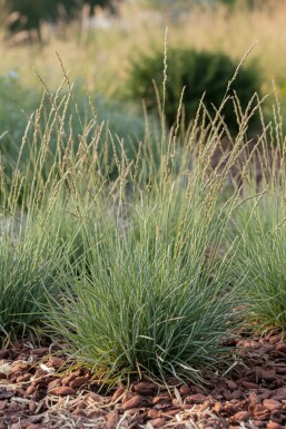 Zwenkgras Festuca ovina 5-10 pot P9 Festuca ovina