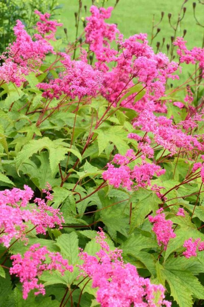Moerasspirea Filipendula purpurea 5-10 pot P9 Filipendula purpurea