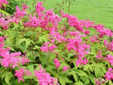 Moerasspirea Filipendula purpurea 5-10 pot P9 Filipendula purpurea