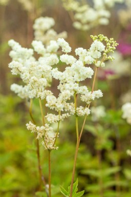 Filipendula ulmaria