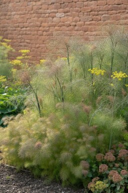 Venkel Foeniculum vulgare 'Giant Bronze' 5-10 pot P9 Foeniculum vulgare 'Giant Bronze'