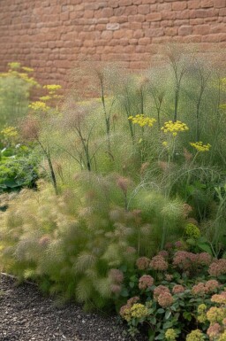 Venkel Foeniculum vulgare 'Giant Bronze' 5-10 pot P9 Foeniculum vulgare 'Giant Bronze'