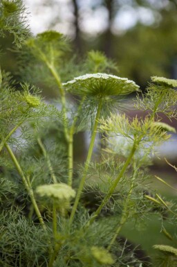 Venkel Foeniculum vulgare 5-10 pot P9 Foeniculum vulgare