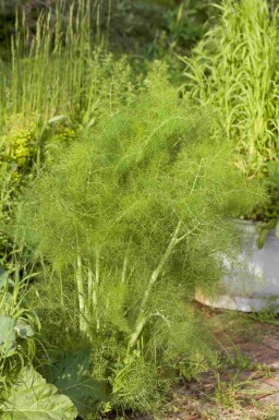 Foeniculum vulgare