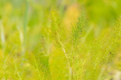 Foeniculum vulgare