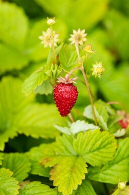 Bosaardbei Fragaria vesca var. Vesca 5-10 pot P9 Fragaria vesca var. Vesca