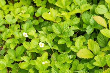 Bosaardbei Fragaria vesca var. Vesca 5-10 pot P9 Fragaria vesca var. Vesca