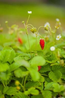 Fragaria vesca var. Vesca