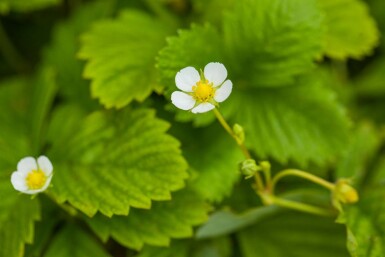 Fragaria vesca var. Vesca