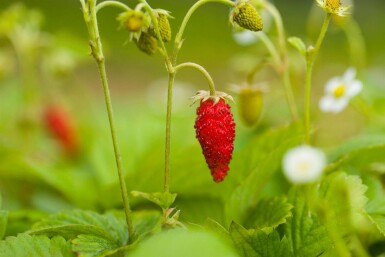 Fragaria vesca var. Vesca