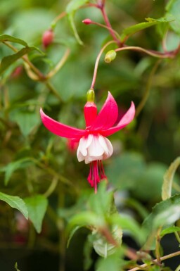 Fuchsia magellanica 'Madame Cornelissen'