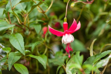 Fuchsia magellanica 'Madame Cornelissen'