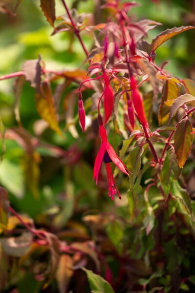 Bellenplant Fuchsia magellanica 'Riccartonii' 5-10 pot P9 Fuchsia magellanica 'Riccartonii'