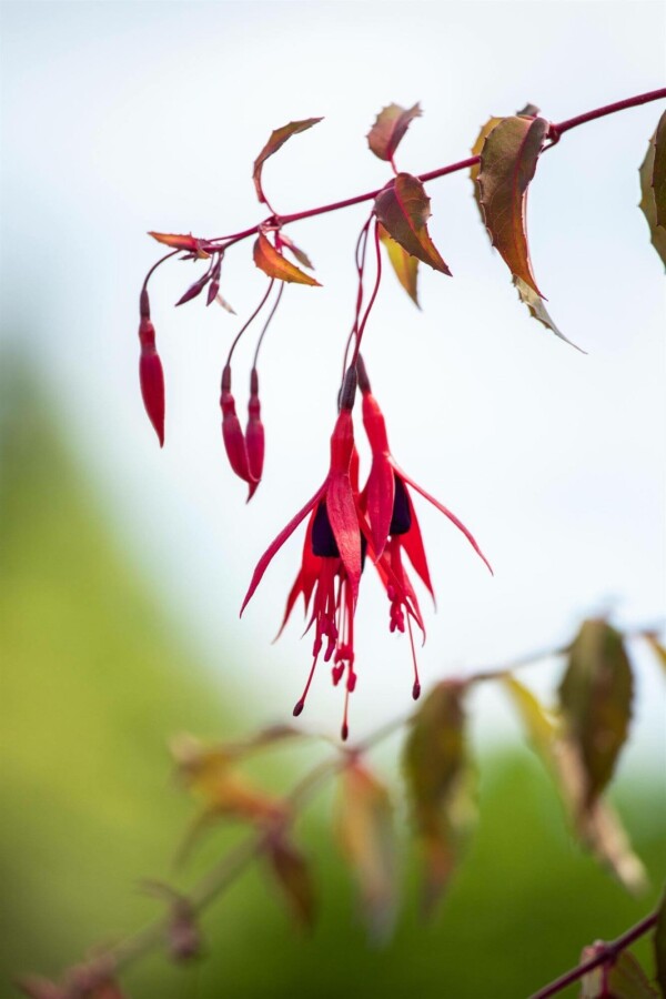 Bellenplant Fuchsia magellanica 'Riccartonii' 5-10 pot P9 Fuchsia magellanica 'Riccartonii'