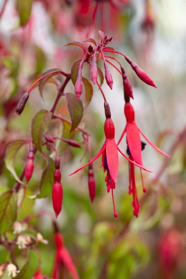 Bellenplant Fuchsia magellanica 'Riccartonii' 5-10 pot P9 Fuchsia magellanica 'Riccartonii'
