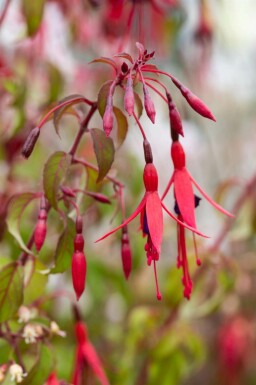 Bellenplant Fuchsia magellanica 'Riccartonii' 5-10 pot P9 Fuchsia magellanica 'Riccartonii'