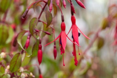 Bellenplant Fuchsia magellanica 'Riccartonii' 5-10 pot P9 Fuchsia magellanica 'Riccartonii'