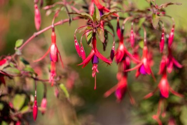 Bellenplant Fuchsia magellanica 'Riccartonii' 5-10 pot P9 Fuchsia magellanica 'Riccartonii'