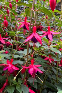 Bellenplant Fuchsia magellanica 'Mrs. Popple' 5-10 pot P9 Fuchsia magellanica 'Mrs. Popple'