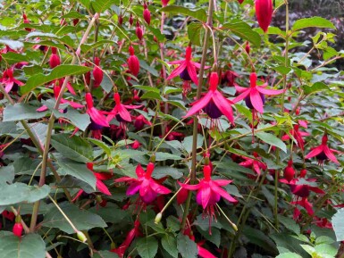 Bellenplant Fuchsia magellanica 'Mrs. Popple' 5-10 pot P9 Fuchsia magellanica 'Mrs. Popple'