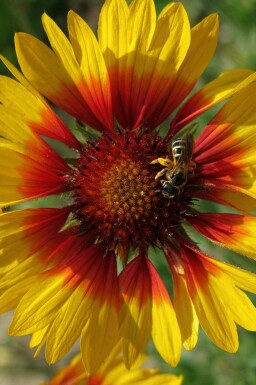 Gaillardia grandiflora 'Bremen'