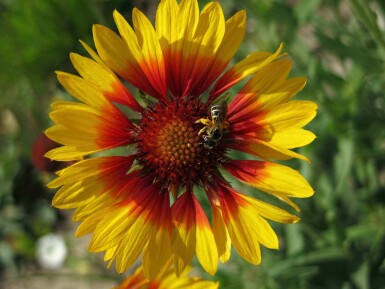 Gaillardia grandiflora 'Bremen'