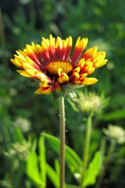 Gaillardia grandiflora 'Bremen'
