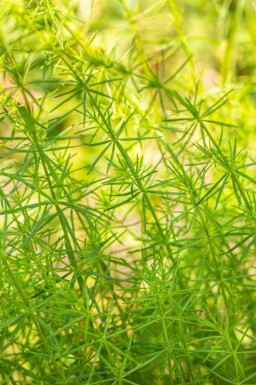 Walstro Galium verum 5-10 pot P9 Galium verum