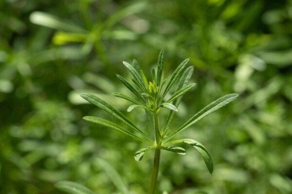 Galium verum (Walstro) kopen P9 | Heijnen Planten