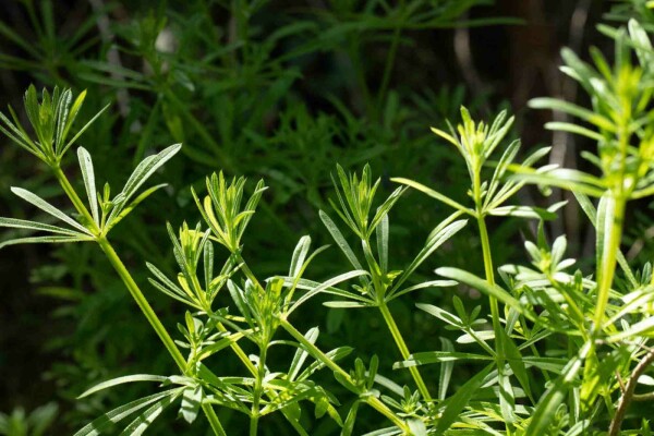 Galium verum (Walstro) kopen P9 | Heijnen Planten