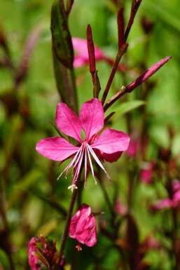 Prachtkaars Gaura lindheimeri 'Gaudi Red' 5-10 pot P9 Gaura lindheimeri 'Gaudi Red'