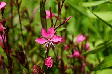 Prachtkaars Gaura lindheimeri 'Gaudi Red' 5-10 pot P9 Gaura lindheimeri 'Gaudi Red'