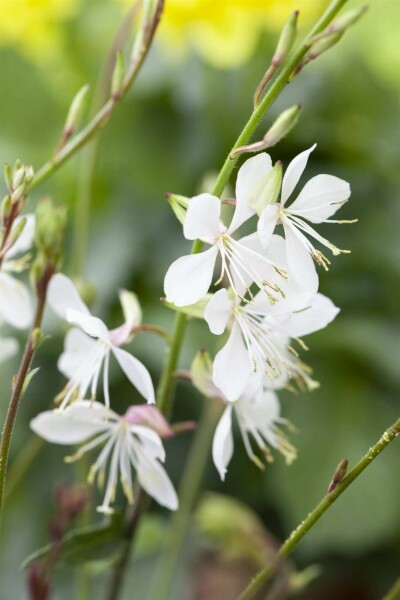 Gaura lindheimeri