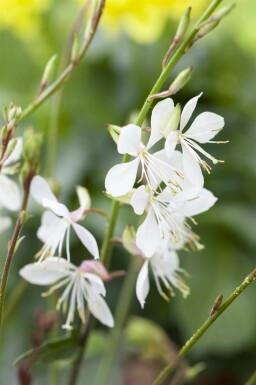 Gaura lindheimeri