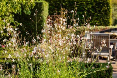 Gaura lindheimeri