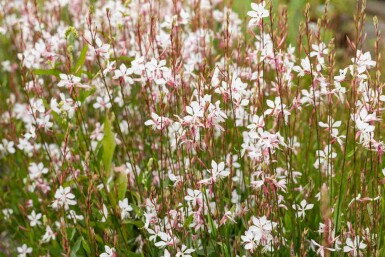 Gaura lindheimeri