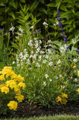 Gaura lindheimeri