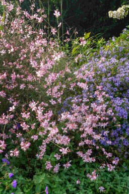 Prachtkaars Gaura lindheimeri 'Rosy Jane' 5-10 pot P9 Gaura lindheimeri 'Rosy Jane'