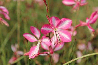 Prachtkaars Gaura lindheimeri 'Rosy Jane' 5-10 pot P9 Gaura lindheimeri 'Rosy Jane'