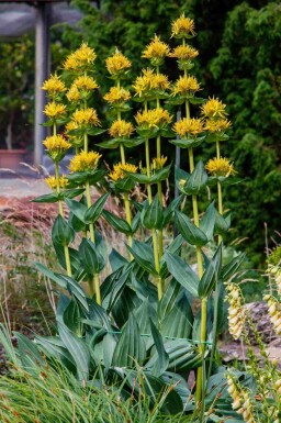 Gele gentiaan Gentiana lutea 5-10 pot P9 Gentiana lutea